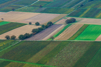 Vue aérienne de Vignobles dans la vallée profonde à le quartier Mühlhofen in Billigheim-Ingenheim dans le département Rhénanie-Palatinat, Allemagne