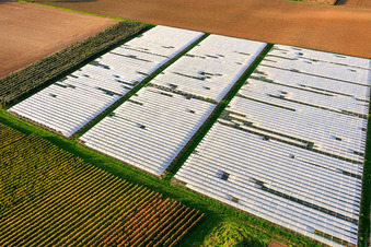 Photographie aérienne de Champ potager couvert d'une serre en aluminium à Insheim dans le département Rhénanie-Palatinat, Allemagne