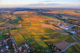Vue aérienne de Les vignobles s'embrasent de couleurs automnales entre Niederhorbach et Kappellen-Drusweiler à Niederhorbach dans le département Rhénanie-Palatinat, Allemagne