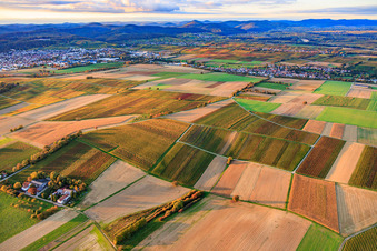 Vue aérienne de Les vignobles s'embrasent de couleurs automnales entre Bad Bergzabern et Deutschhof à Kapellen-Drusweiler dans le département Rhénanie-Palatinat, Allemagne
