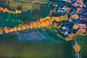 Vue aérienne de Allée en feuilles d'automne à Dierbach dans le département Rhénanie-Palatinat, Allemagne