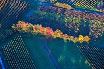 Vue aérienne de Des arbres aux couleurs vives en bordure du champ à Dierbach dans le département Rhénanie-Palatinat, Allemagne
