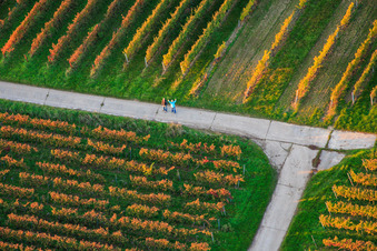 Vue aérienne de Des promeneurs dans les vignes à Dierbach dans le département Rhénanie-Palatinat, Allemagne