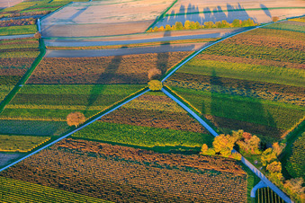 Vue aérienne de Les vignobles s'embrasent de couleurs automnales le soir entre Dierbach et Barbelroth à Dierbach dans le département Rhénanie-Palatinat, Allemagne