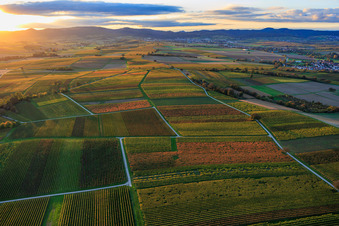 Vue aérienne de Les vignobles se parent de couleurs automnales en soirée entre Oberhausen et Deutschhof. à Dierbach dans le département Rhénanie-Palatinat, Allemagne