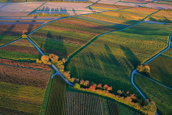 Vue aérienne de Les vignobles s'embrasent de couleurs automnales entre Dierbach et Hergersweiler à Dierbach dans le département Rhénanie-Palatinat, Allemagne