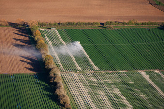 Vue aérienne de Nuages de poussière lors de l'épandage d'engrais chaux sur un champ de légumes à le quartier Niederlustadt in Lustadt dans le département Rhénanie-Palatinat, Allemagne