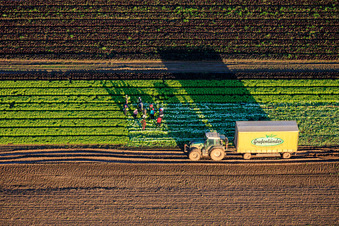 Vue aérienne de Des ouvriers agricoles et un tracteur récoltent de la laitue dans un champ de légumes appartenant à Grafenländer Gemüse. à Schwegenheim dans le département Rhénanie-Palatinat, Allemagne