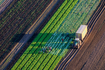 Vue aérienne de Des ouvriers agricoles et un tracteur récoltent de la laitue dans un champ de légumes appartenant à Grafenländer Gemüse. à Schwegenheim dans le département Rhénanie-Palatinat, Allemagne