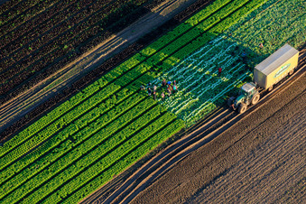 Photographie aérienne de Des ouvriers agricoles et un tracteur récoltent de la laitue dans un champ de légumes appartenant à Grafenländer Gemüse. à Schwegenheim dans le département Rhénanie-Palatinat, Allemagne