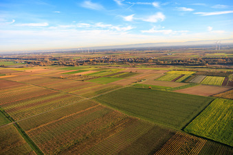 Vue aérienne de Champs et vignobles près de Billigheimer Bruch à le quartier Mühlhofen in Billigheim-Ingenheim dans le département Rhénanie-Palatinat, Allemagne