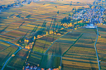 Vue oblique de Vue du village depuis l'ouest, niché entre des vignobles aux teintes automnales, dans la lumière du soir. à Roschbach dans le département Rhénanie-Palatinat, Allemagne