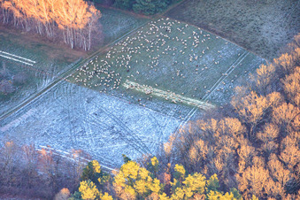 Vue aérienne de Pâturage de moutons dans une clairière forestière pendant le gel à Busenberg dans le département Rhénanie-Palatinat, Allemagne
