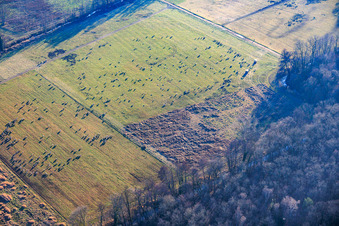 Vue aérienne de Des troupeaux de moutons paissent dans les plaines d'Otterbach. à Kandel dans le département Rhénanie-Palatinat, Allemagne