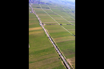 Almond Mile depuis le sud-ouest (Villa Street) à Edenkoben dans le département Rhénanie-Palatinat, Allemagne