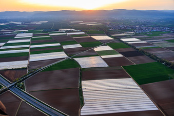 Chauves-souris recouvertes de papier aluminium dans la région du Vorderpfalz à Meckenheim dans le département Rhénanie-Palatinat, Allemagne