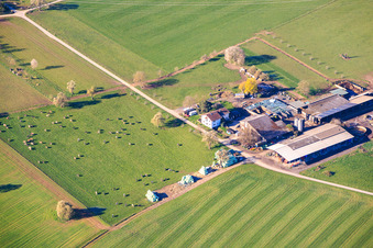 Ferme laitière Knodel avec pâturage pour vaches à le quartier Langensteinbach in Karlsbad dans le département Bade-Wurtemberg, Allemagne