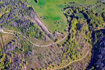 Les zones forestières de Thuringe sont gravement endommagées par les scolytes. à le quartier Schnett in Masserberg dans le département Thuringe, Allemagne