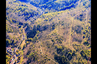 Les zones forestières de Thuringe sont gravement endommagées par les scolytes. à le quartier Einsiedel in Masserberg dans le département Thuringe, Allemagne