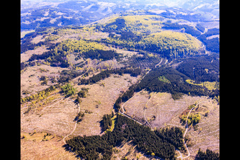 Les zones forestières de Thuringe sont gravement endommagées par les scolytes. à le quartier Gießübel in Schleusegrund dans le département Thuringe, Allemagne