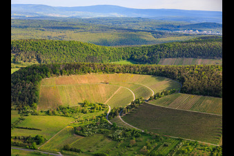 Vignobles entre vallée et forêt, exposés au sud à Ramsthal dans le département Bavière, Allemagne