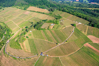 Fête du vin au printemps, à la Pentecôte, dans les vignes. Grande présentation de vins au cœur du vignoble « Kastanienbusch » (Plus beau festival des vins du Palatinat 2012). à Birkweiler dans le département Rhénanie-Palatinat, Allemagne