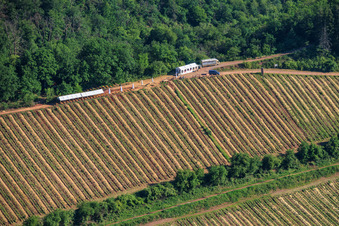 Fête du vin au printemps, à la Pentecôte, dans les vignes. Grande présentation de vins au cœur du vignoble « Kastanienbusch » (Plus beau festival des vins du Palatinat 2012). à Birkweiler dans le département Rhénanie-Palatinat, Allemagne
