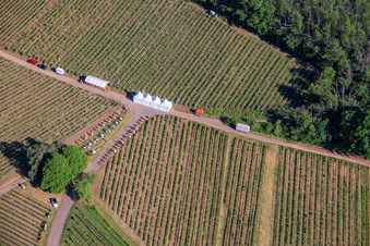 Fête du vin au printemps, à la Pentecôte, dans les vignes. Grande présentation de vins au cœur du vignoble « Kastanienbusch » (Plus beau festival des vins du Palatinat 2012). à Birkweiler dans le département Rhénanie-Palatinat, Allemagne