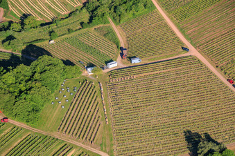 Fête du vin au printemps, à la Pentecôte, dans les vignes. Grande présentation de vins au cœur du vignoble « Kastanienbusch » (Plus beau festival des vins du Palatinat 2012). à Birkweiler dans le département Rhénanie-Palatinat, Allemagne