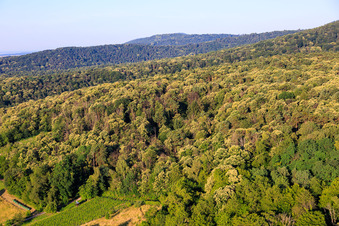 Châtaigniers en fleurs dans la forêt du Palatinat à Dörrenbach dans le département Rhénanie-Palatinat, Allemagne