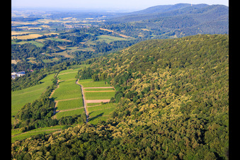 Châtaigniers en fleurs dans la forêt du Palatinat à Wissembourg dans le département Bas Rhin, France