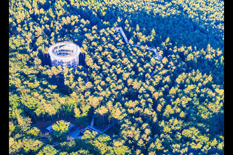 Promenade dans les arbres Alsace / Chemin des Cimes Alsace à Cleebourg dans le département Bas Rhin, France