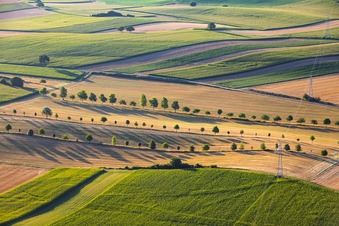 Rangées d'arbres en bordure des chemins de campagne entre les chaumes à Schleithal dans le département Bas Rhin, France