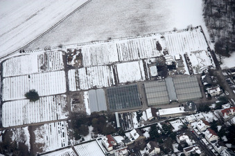 Vue aérienne de Salle d'horticulture à le quartier Rüppurr in Karlsruhe dans le département Bade-Wurtemberg, Allemagne