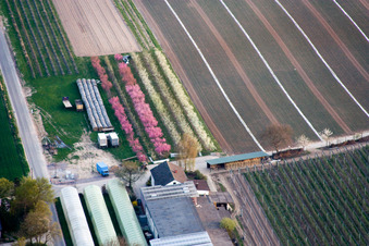 Vue aérienne de Arbres fruitiers en fleurs à la ferme fruitière Zapf à Kandel dans le département Rhénanie-Palatinat, Allemagne