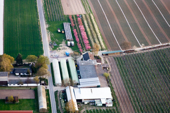 Vue aérienne de Arbres fruitiers en fleurs à la ferme fruitière Zapf à Kandel dans le département Rhénanie-Palatinat, Allemagne