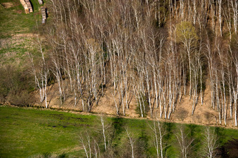Vue oblique de Les bouleaux au printemps à Raisting dans le département Bavière, Allemagne