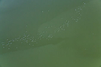 Vue aérienne de Oiseaux aquatiques à Ammersee à Ammersee dans le département Bavière, Allemagne