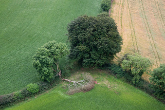 Vue aérienne de Arbre fendu par la foudre au bord d'un champ en Compton à le quartier Compton in Paignton dans le département Angleterre, Vereinigtes Königreich