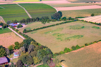 Vue aérienne de Trakehner-Friedrich à Minfeld dans le département Rhénanie-Palatinat, Allemagne