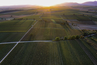 Vue aérienne de Paysage viticole des régions viticoles dans le contre-jour du soleil couchant à le quartier Ingenheim in Billigheim-Ingenheim dans le département Rhénanie-Palatinat, Allemagne