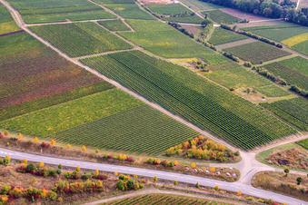 Vue aérienne de Vignoble sur le Wäschbach à Ober-Flörsheim dans le département Rhénanie-Palatinat, Allemagne