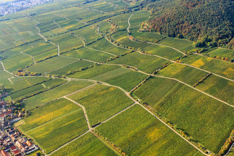 Vue aérienne de Vignoble Jesuitenmandel à Forst an der Weinstraße dans le département Rhénanie-Palatinat, Allemagne