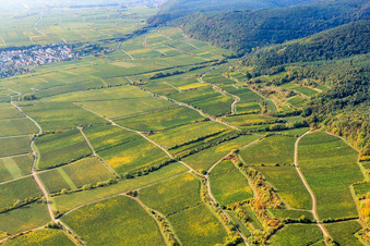 Vue aérienne de Vignoble Deidesheimer Hergottsacker à Deidesheim dans le département Rhénanie-Palatinat, Allemagne