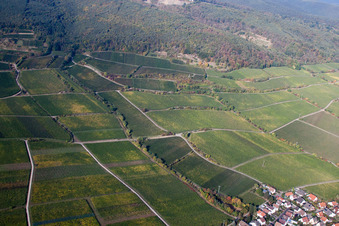 Vue aérienne de Vignoble Hahnenböhler Kreutz Croix au-dessus de Forster Ungeheuer à Forst an der Weinstraße dans le département Rhénanie-Palatinat, Allemagne