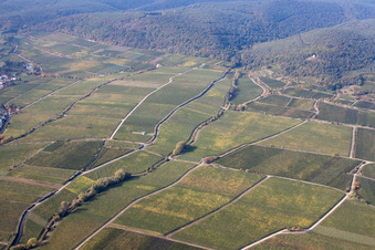 Vue aérienne de Les vignobles de Deidesheimer Maushöhle et Hohenmorgen sous la Michaelskapelle à Deidesheim dans le département Rhénanie-Palatinat, Allemagne