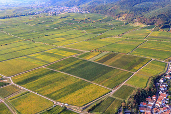 Vue aérienne de Vignobles sur Königsbacher Weg à Ruppertsberg dans le département Rhénanie-Palatinat, Allemagne