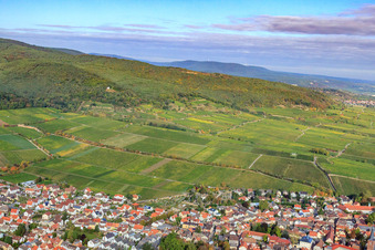 Vue aérienne de Vignobles de Deidesheimer Maushöhle et Hohenmorgen à Deidesheim dans le département Rhénanie-Palatinat, Allemagne