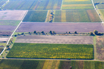 Vue aérienne de Vignoble de Schleitgraben à Ruppertsberg dans le département Rhénanie-Palatinat, Allemagne