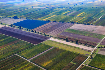 Vue aérienne de Vignoble Mußbacher Esel à le quartier Mußbach an der Weinstraße in Neustadt an der Weinstraße dans le département Rhénanie-Palatinat, Allemagne